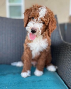 Marley